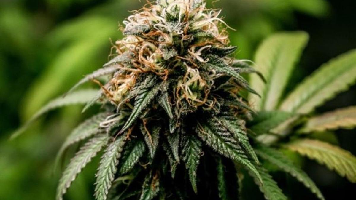 El comercio ilegal añade en algunos casos cannabinoides sintéticos a la matriz vegetal