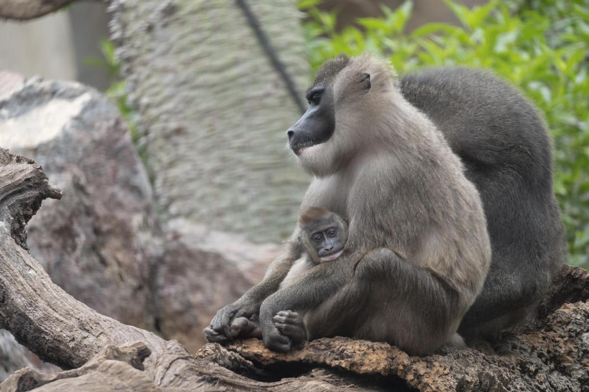 Los driles son uno de los primates más amenazados de África.