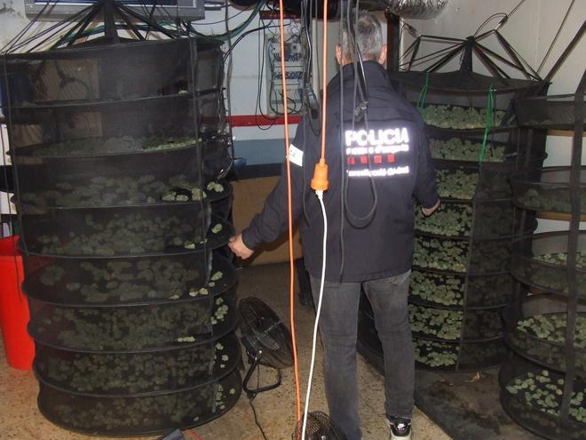 Más de 500 kilos de marihuana y seis detenidos en dos operaciones policiales en el Vallès