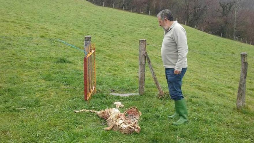 José García, vecino de la zona, junto a los restos de una oveja.