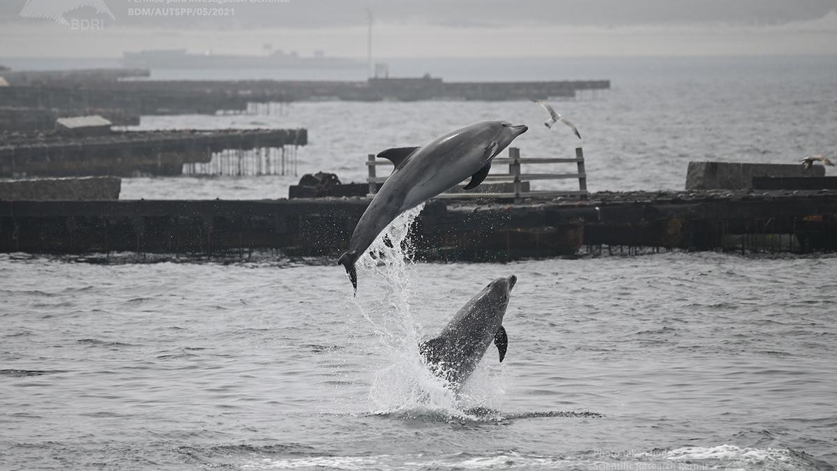 Delfines mulares (arroaces) en la ría.