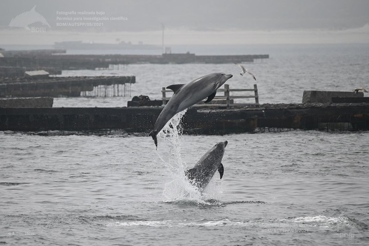 Delfines mulares (arroaces) en la ría.