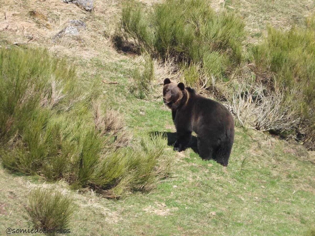 Un oso fotografiado en Somiedo esta primavera.