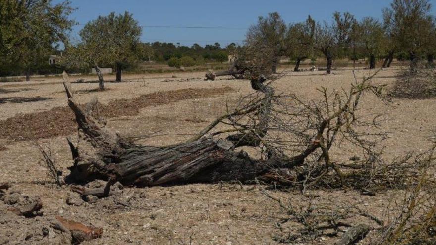 Los biólogos de Baleares denuncian que &quot;la Xylella está extendida por buena parte de la isla&quot;