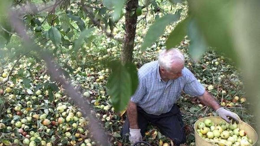 Unións teme perjuicios para la manzana de sidra.  // Bernabé / Luismy