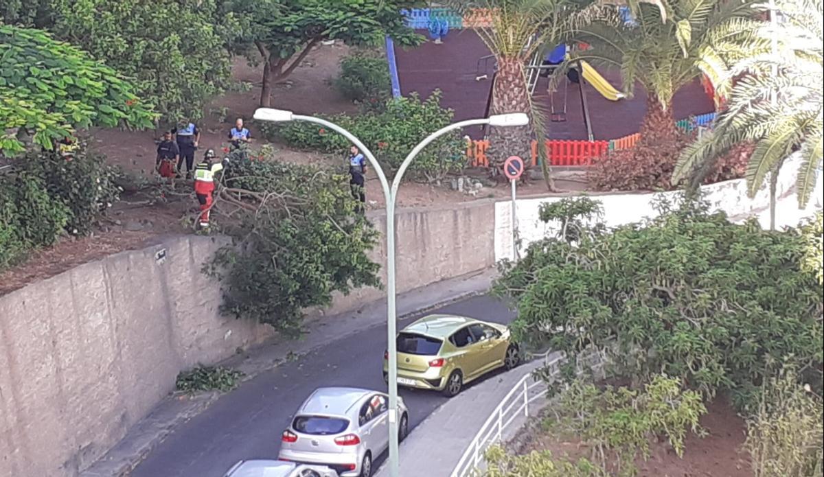 Un árbol caído bloquea el paso de un camión en Las Palmas de Gran Canaria.