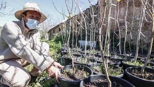 Olmos jóvenes libres de la enfermedad, listos para ser plantados