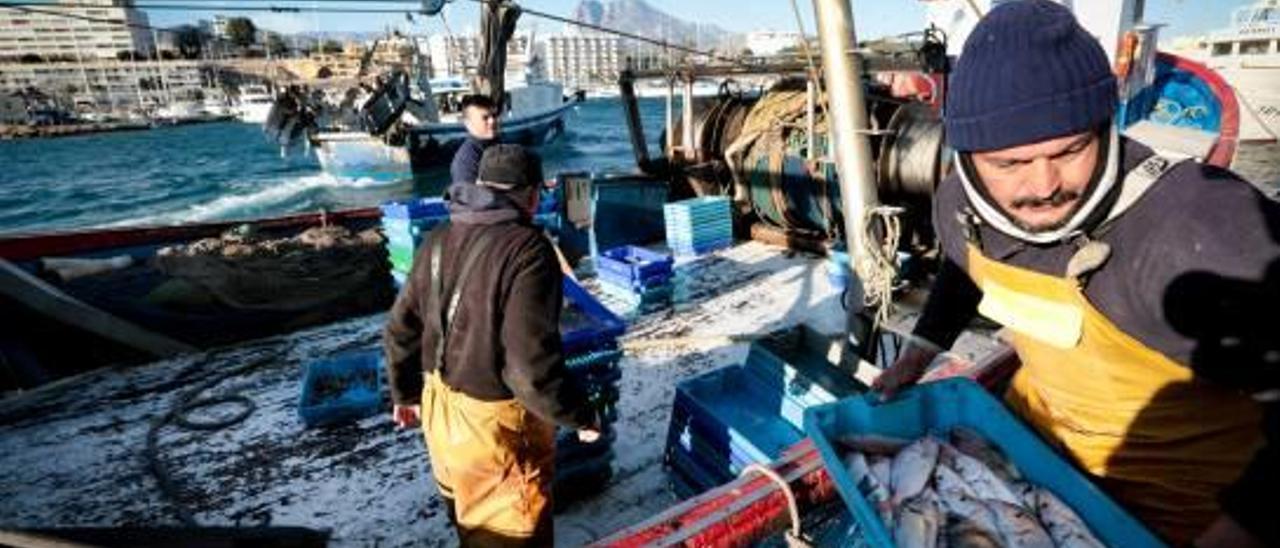 Una imagen de pescadores de la Cofradía de La Vila sacando lo recogido ayer por la tarde.