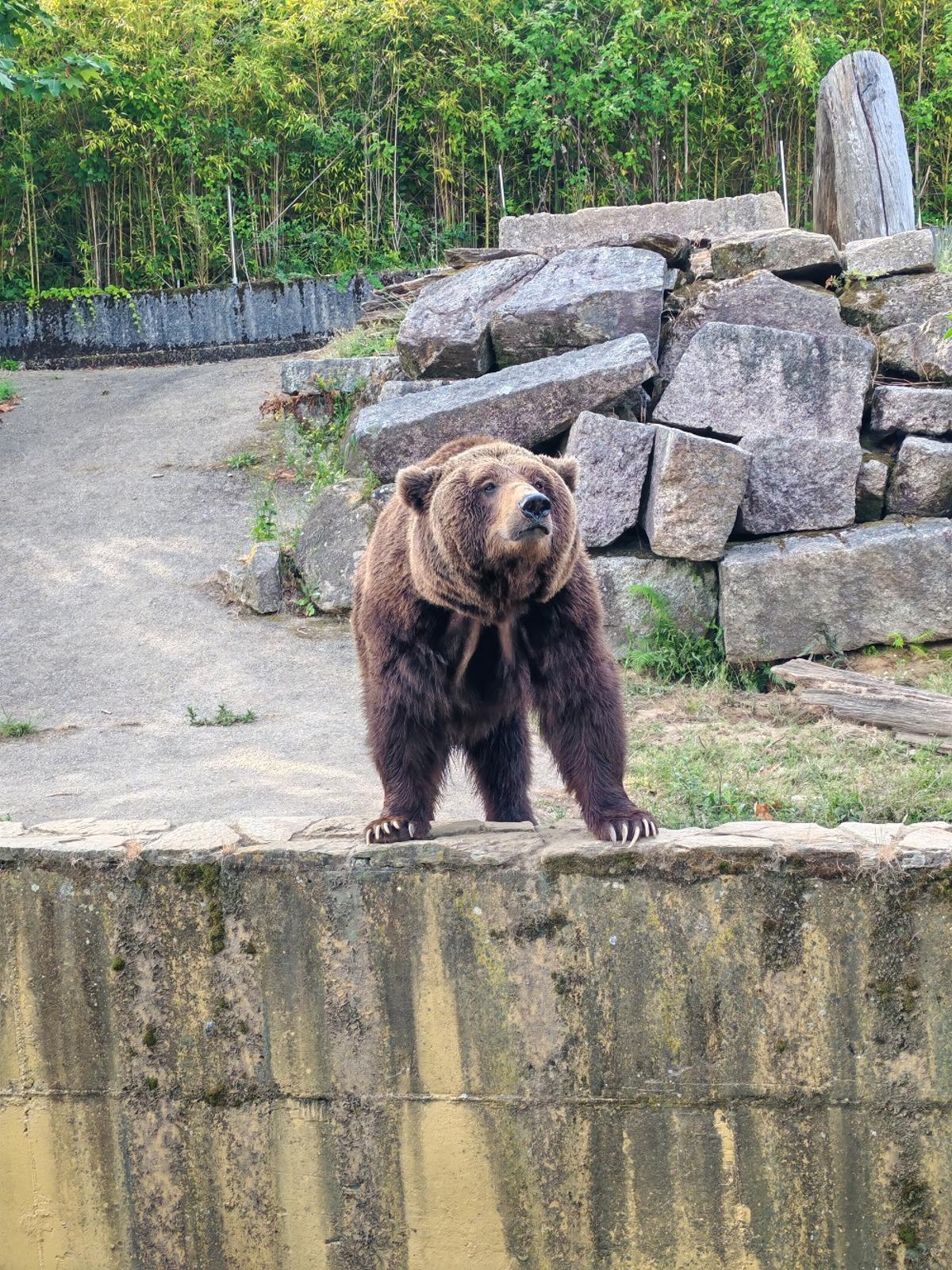 El oso Carmo, emblema de VigoNature hasta su fallecimiento en septiembre de 2025.