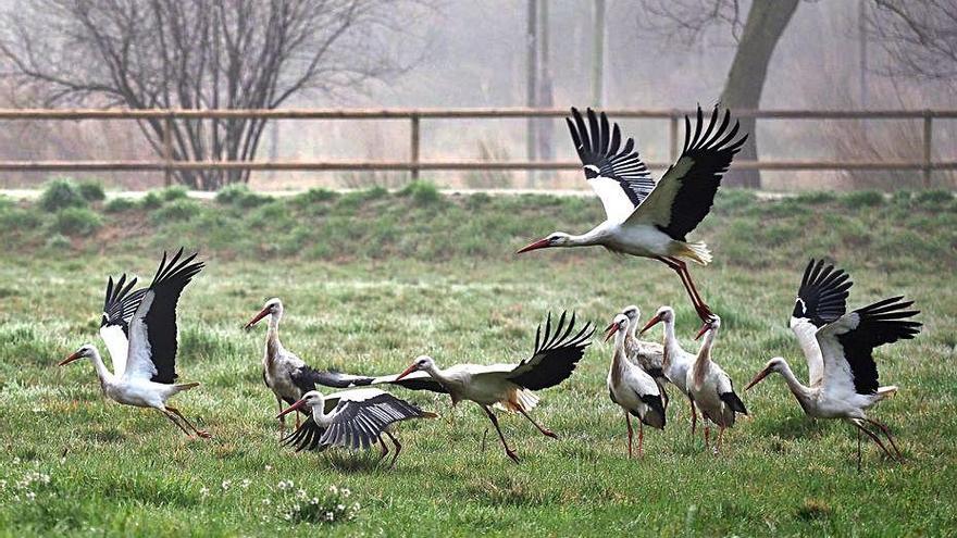 Cigonyes, al costat de l&#039;estany de Banyoles