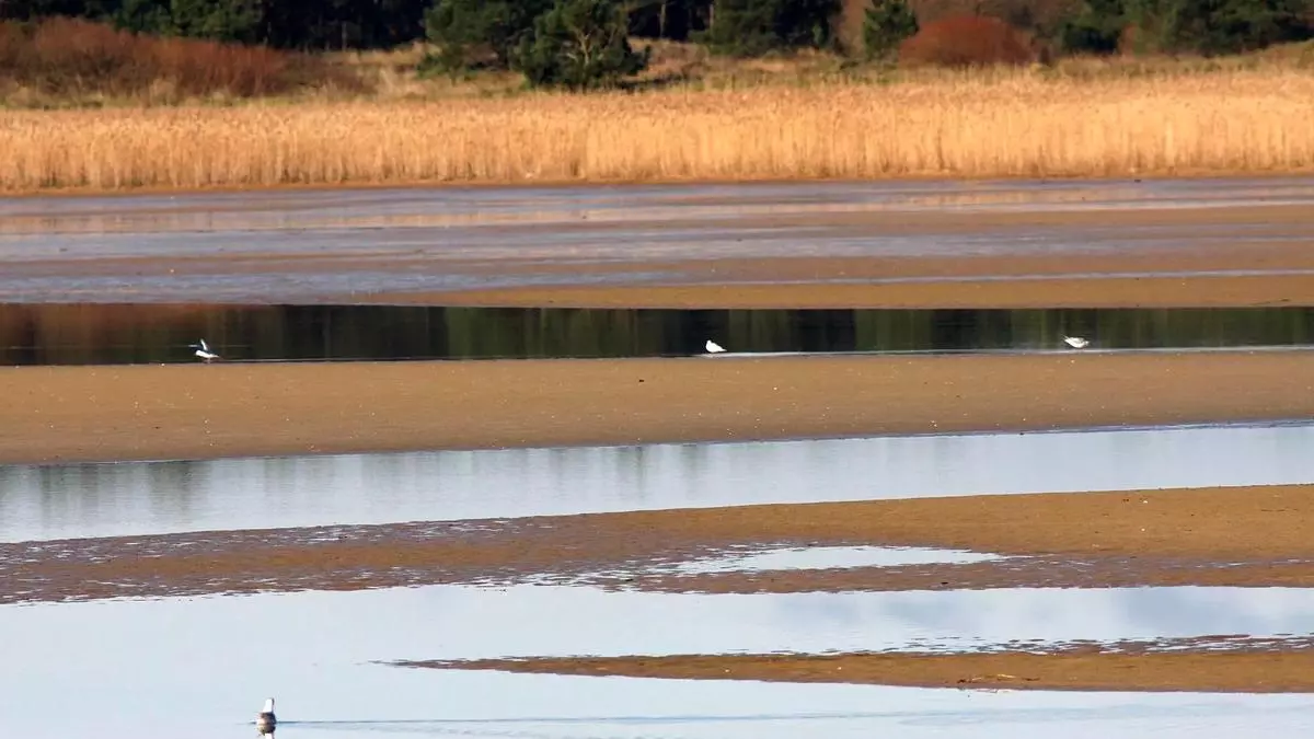 Manoliño y la fauna traviesa de Galicia