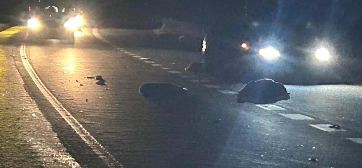 Jabalíes atropellados en la vía rápida de Sanxenxo, entre la Autovía do Salnés y el istmo de A Lanzada.