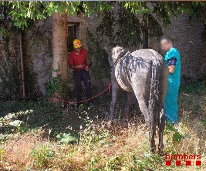 Rescat d'un cavall que havia caigut en una fossa sèptica a Avià