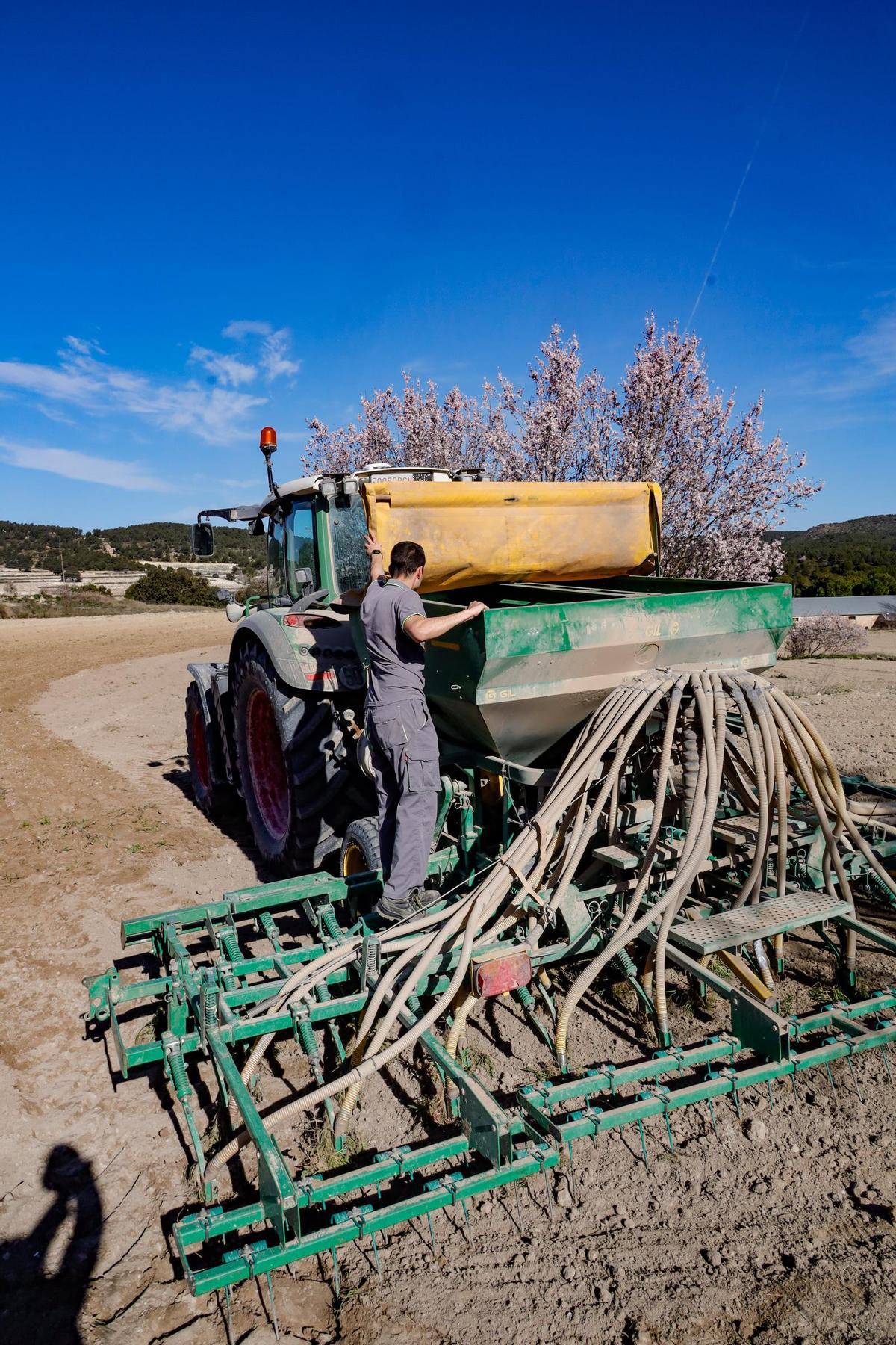 Siembra de cereales e una explotación de l'Alcoià.