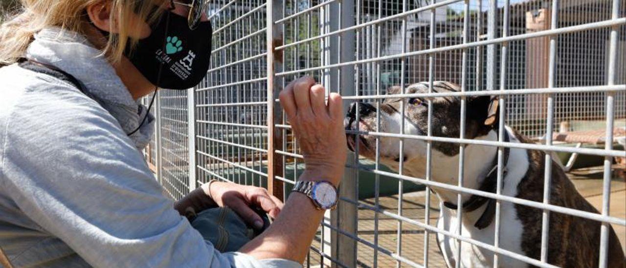 Junior, el perro de Ibiza que murió esperando un hogar.