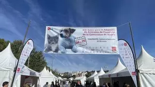 ¿Quieres adoptar un perro o un gato? Madrid celebra este fin de semana una feria con 50 carpas