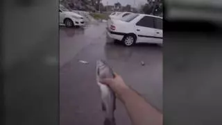 Una inusual lluvia de peces sorprende a los habitantes de una ciudad de Irán