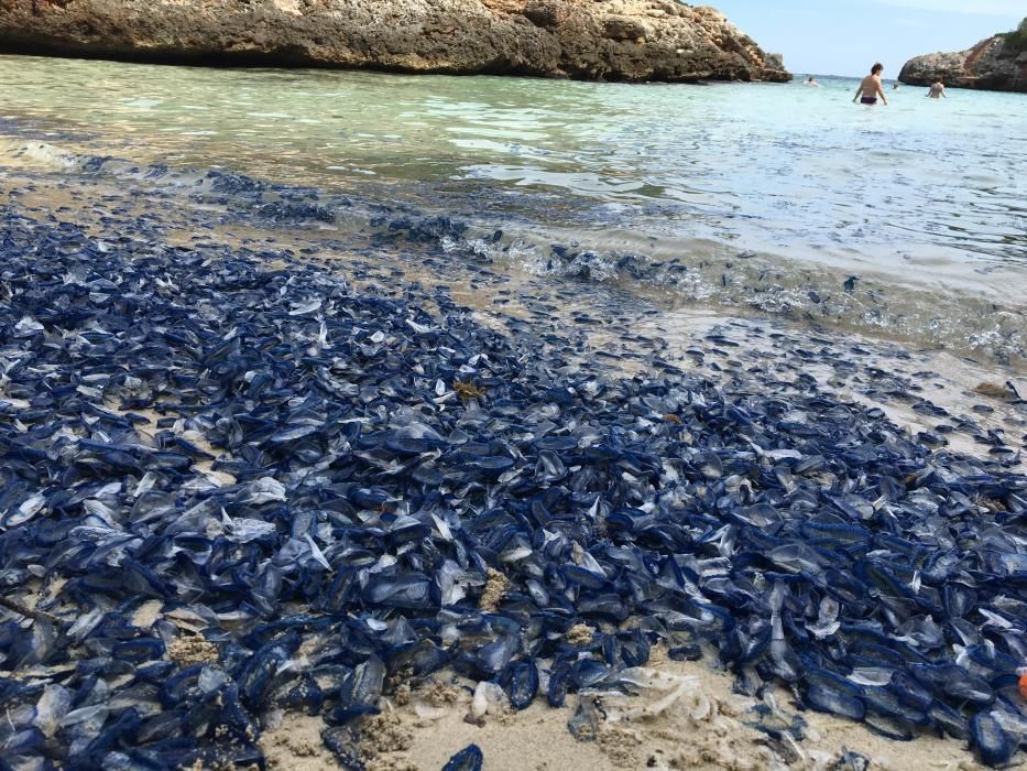 Invasión de velellas en Cala Egos