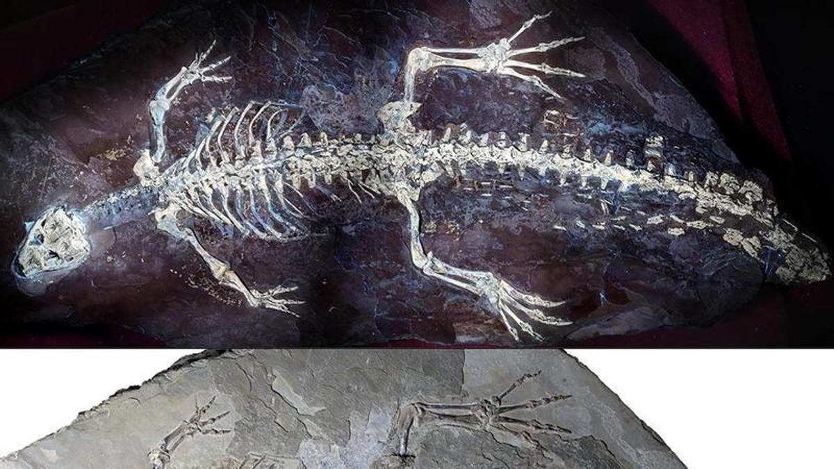 montsecosuchus llum normal UV HR