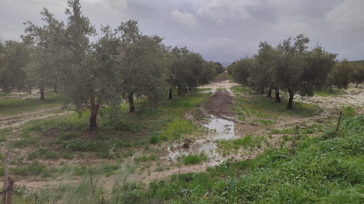 Los olivares cordobeses tras la borrasca Kristin