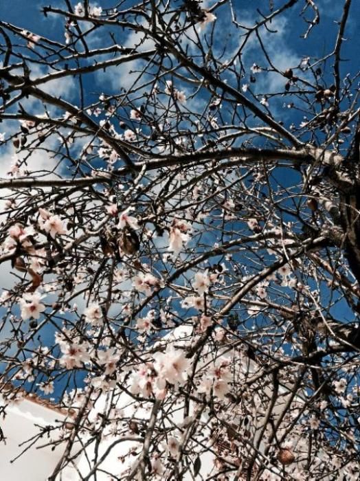 Mandelblüte auf Mallorca