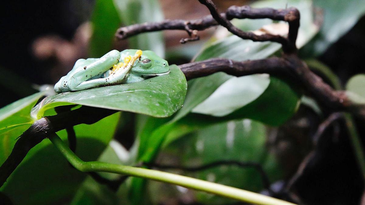 Una rana verde  de ojos rojos, en el Acuario de Gijón. | Ángel González