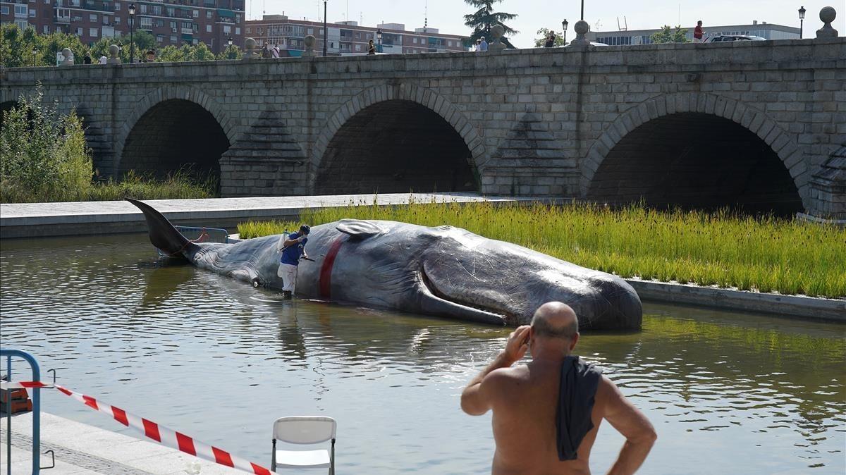 lainz45028236 madrid  14 09 18  escultura hiperrealista de un cachalote en180914162031