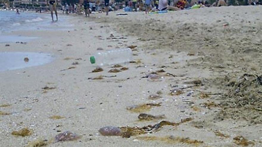 Kein schöner Anblick: Quallen am Strand von Palmanova