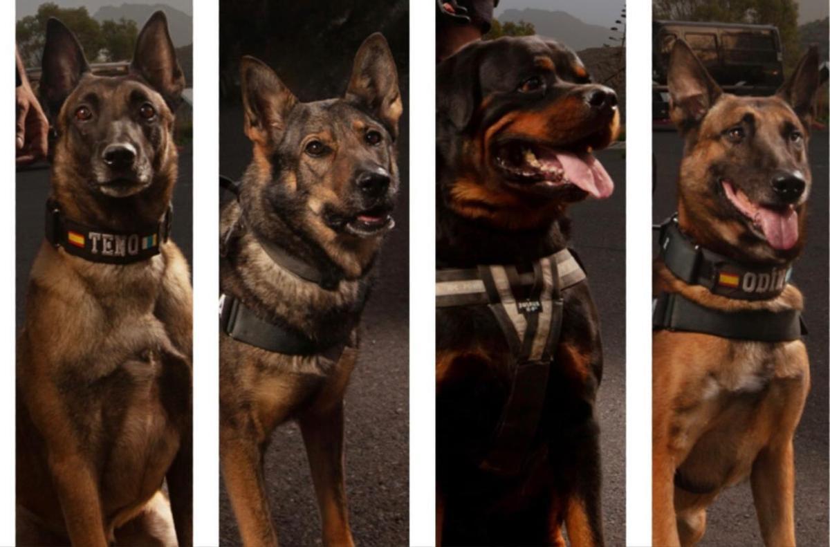 Agentes caninos de la Policía Local de Santa Cruz.