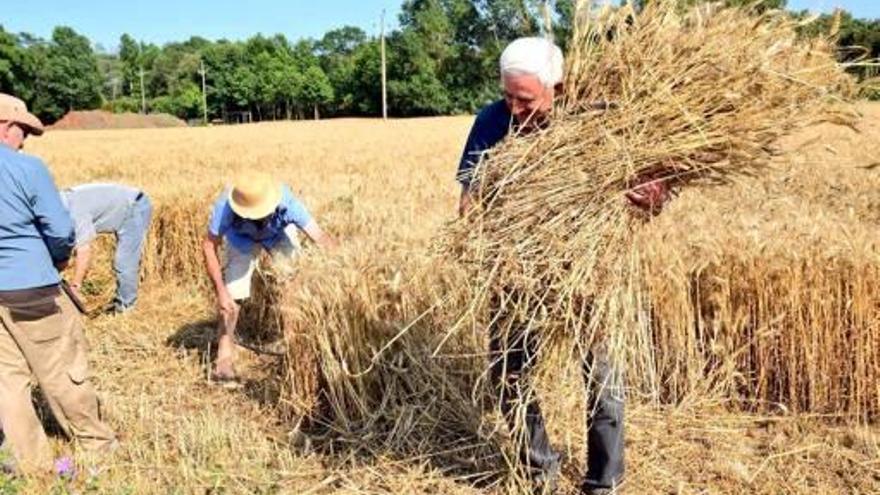 Èxit en la Festa del Segar que dona la benvinguda a l&#039;Estiu a Llagostera