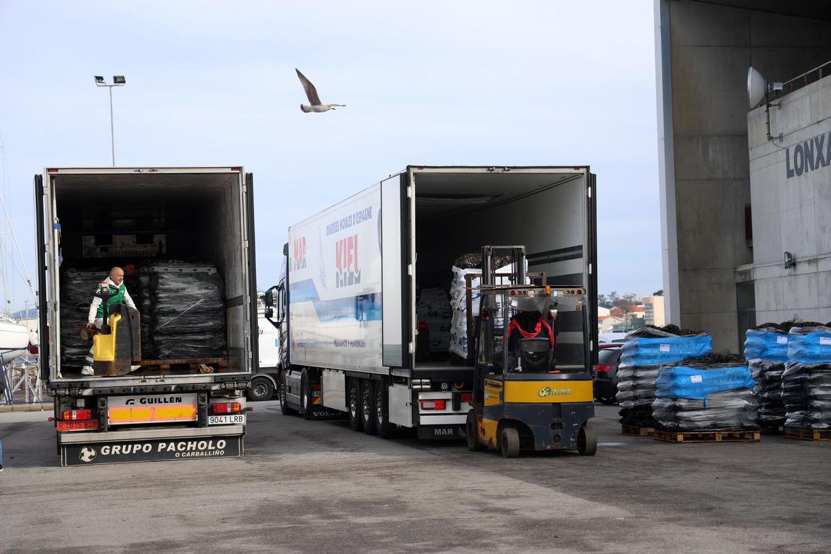 Dos camiones cargando mejillón en el muelle de Vilanova de Arousa.