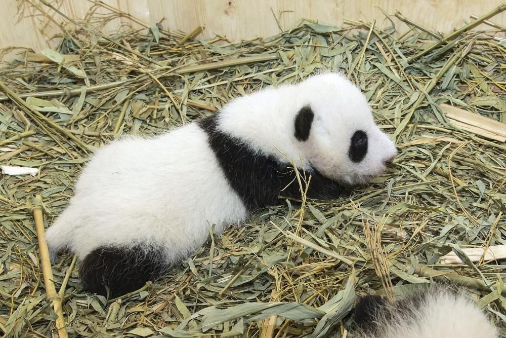 El zoo de Viena (Àustria) i el de Nyiregyhaza (Hongria) han donat la benvinguda a dues cries d''ós panda i una de lleó sud-africà, respectivament.