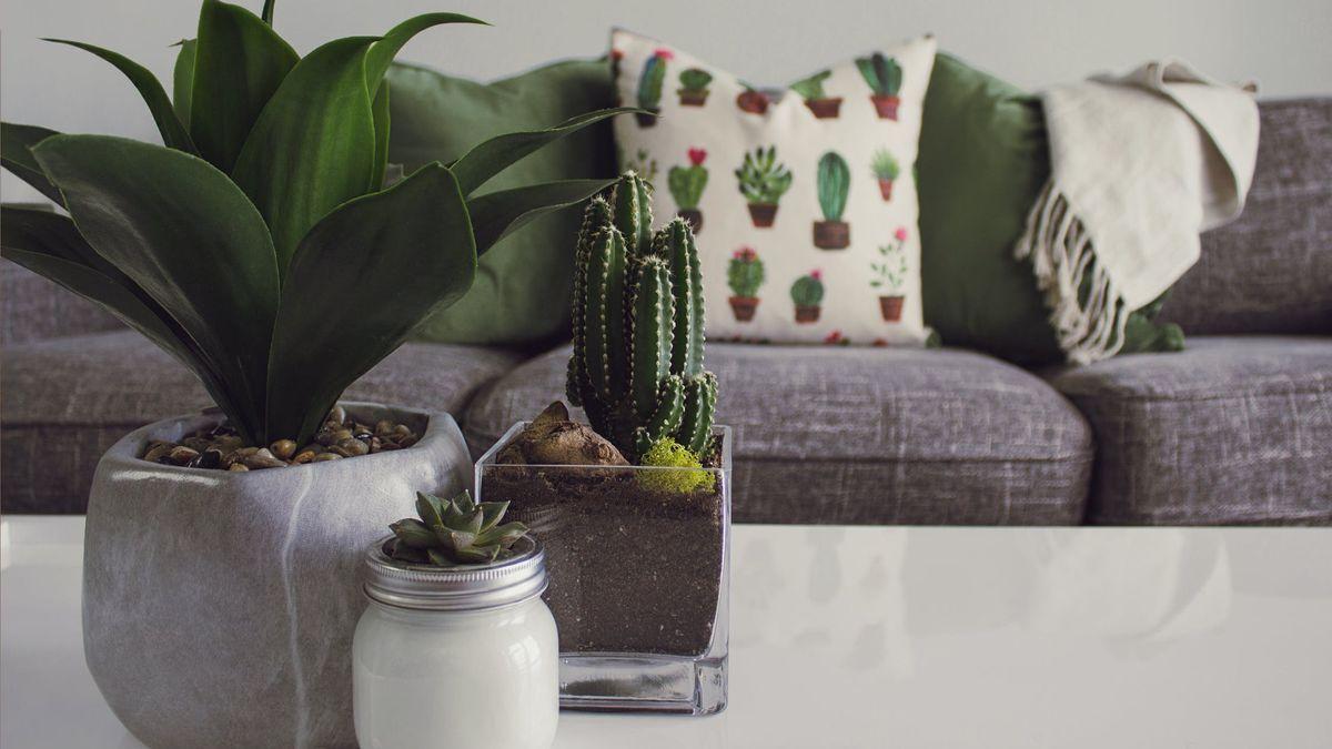 Tres plantas de interiores  para decir adiós al moho y a la humedad en tu casa