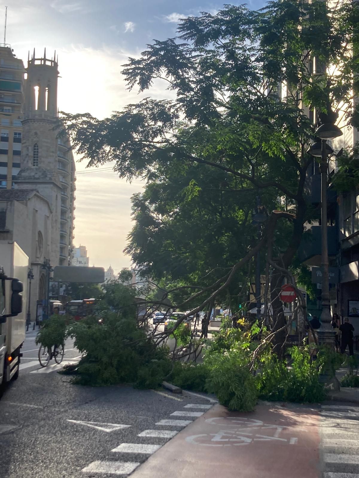 Cae la rama de un árbol junto a la plaza San Agustín de València