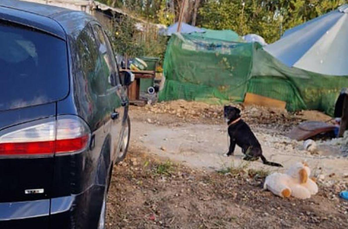 El gos continua en un hort de Figueres patint maltractament, segons denuncia FAADA.