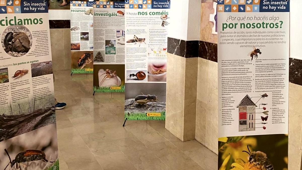 Paneles que informan sobre la importancia ecológica de los insectos en los pasillos del Instituto