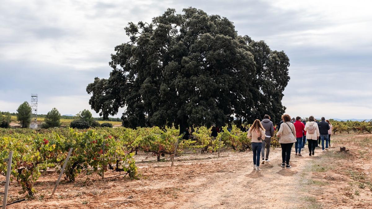 Un grupo de personas realiza un recorrido por un viñedo valenciano.