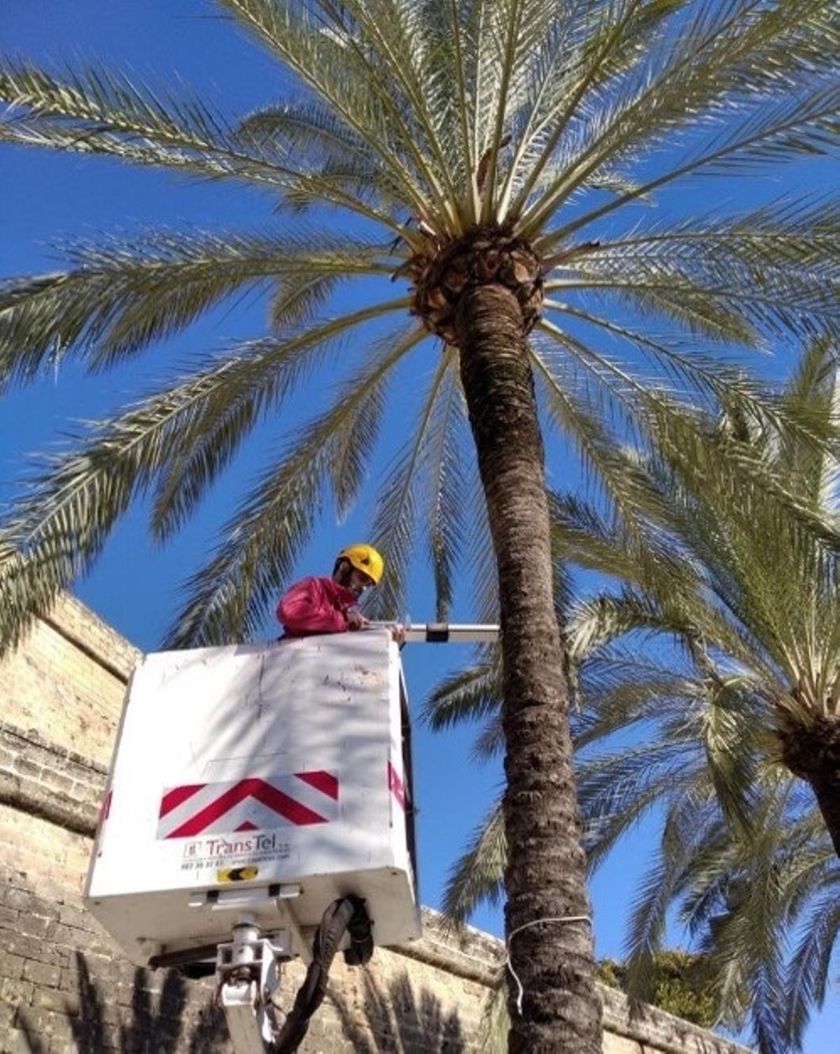 Archivo - El Ayuntamiento de Palma evalúa el estado de las palmeras del paseo Sagrera