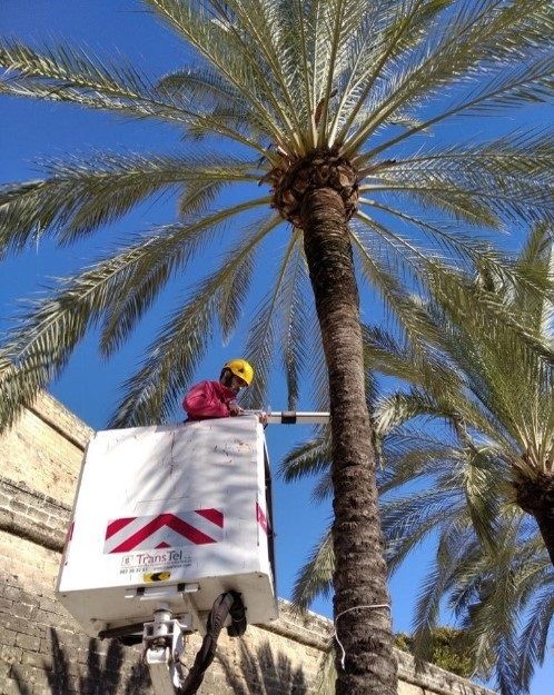 El Ayuntamiento de Palma evalúa el estado de las palmeras del paseo Sagrera