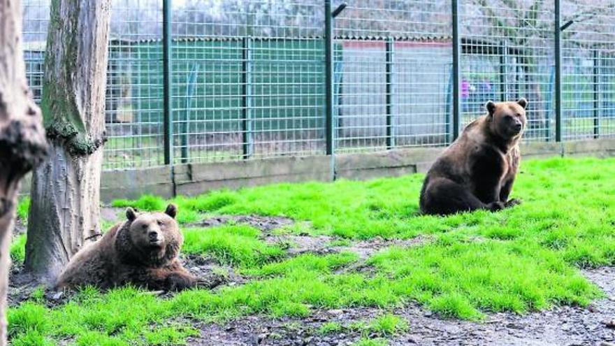 «Luna» y «Ponderoso», los «Paca» y «Tola» de León