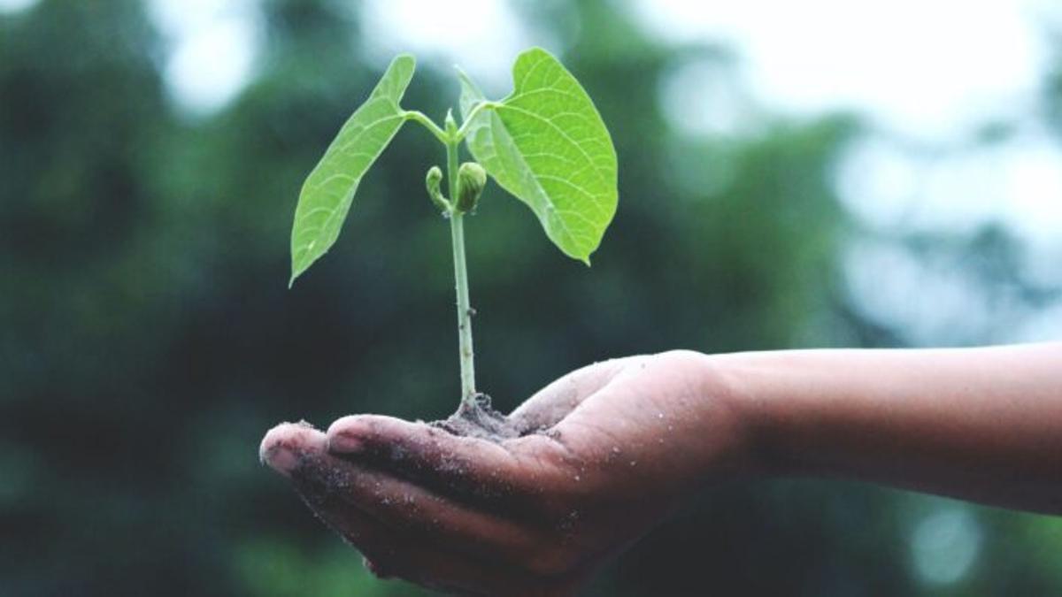 Salud y cambio global (1): ¿Por qué el medioambiente es un problema de médicos más que de ecologistas?