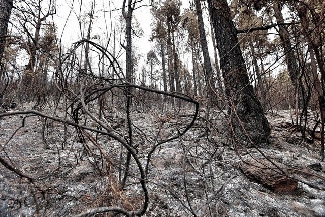 Zonas arrasadas por el incendio en el Norte de Tenerife