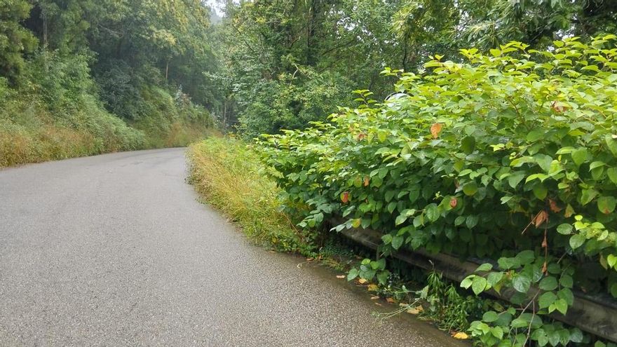 &quot;El estado de las carreteras es una vergüenza&quot;, claman los vecinos de Priero, Mallecina y Camuño (Salas), que piden más limpieza para controlar la vegetación