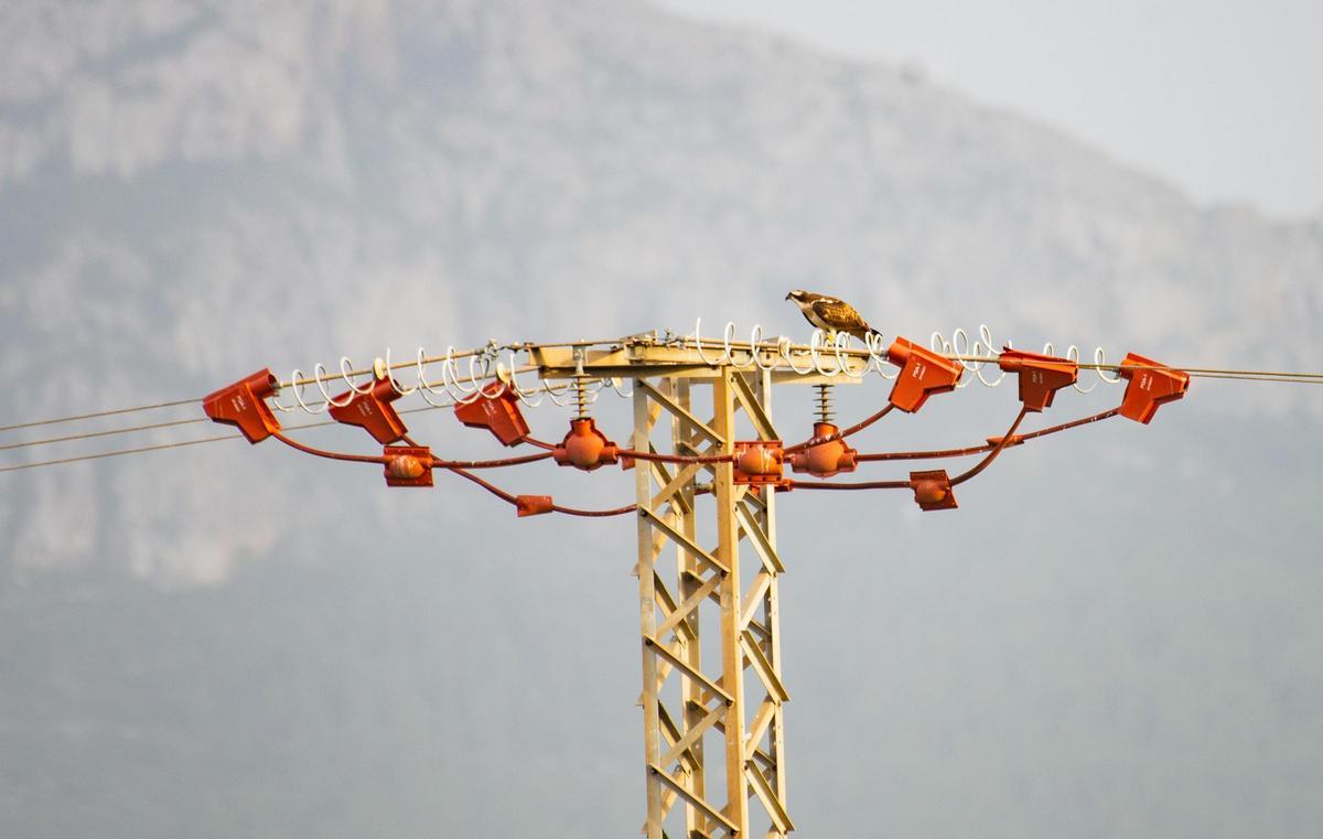 Un águila pescadora se posa sobre una torre eléctrica forrada con plásticos aislantes
