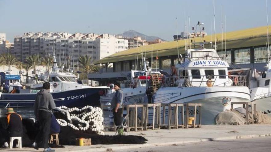 La dársena pesquera de Alicante vivió ayer una jornada histórica con veinte barcos.