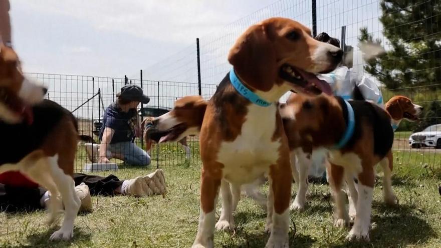 Rescatados en Wisconsin más de 1.000 beagles destinados a la experimentación animal