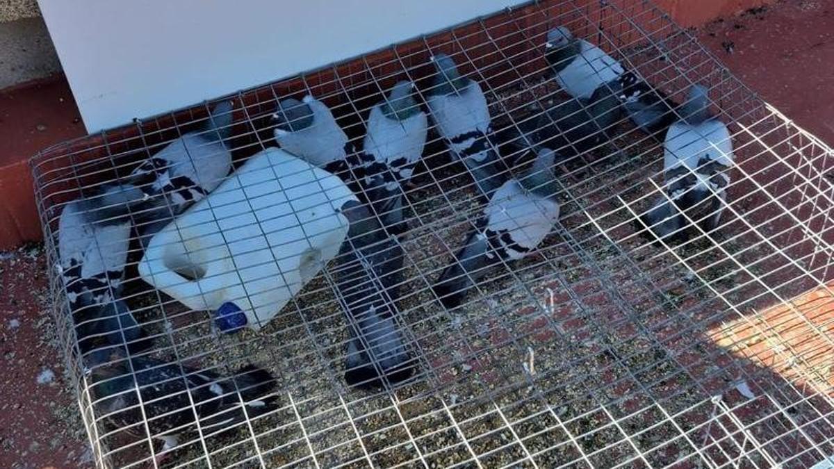 Una de las trampas para palomas instalada en Cambados.