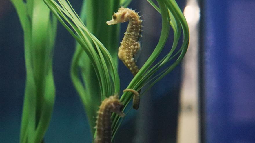 L’Oceanogràfic aconsegueix  reproduir 30 cavallets marins