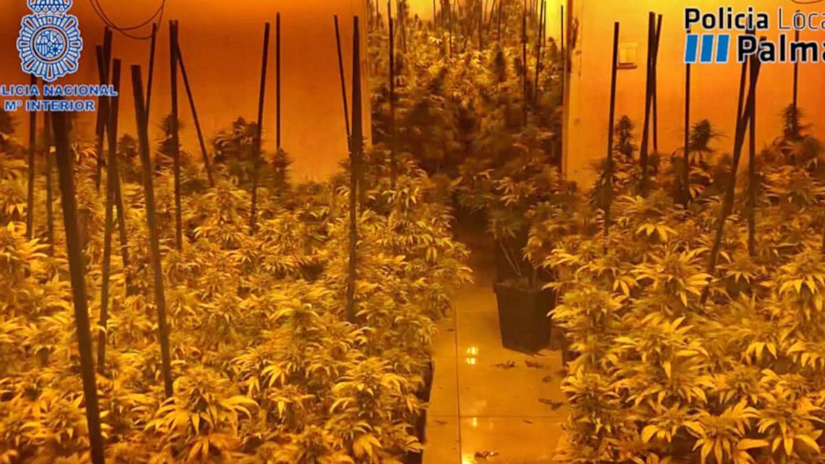 La plantación desmantelada por la Policía durante la ‘operación Router’.