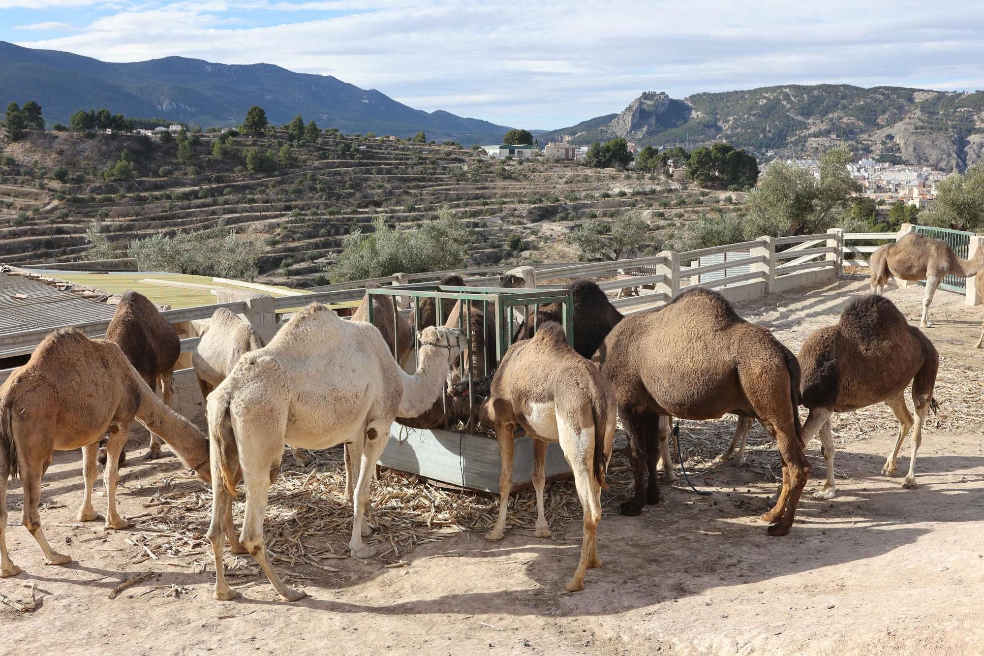 Los dromedarios reales se preparan en Alcoy